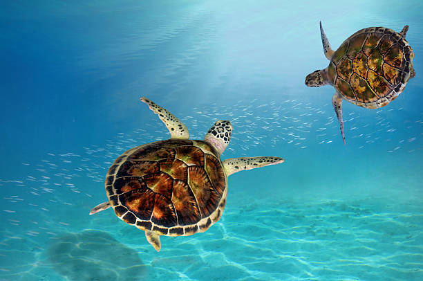 los halcones facturan a la tortuga marina bucear hacia abajo - hawksbill turtle fotografías e imágenes de stock