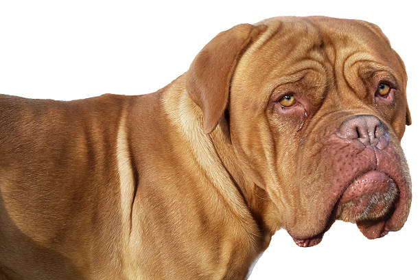 Sharpei dog puppy on white background
