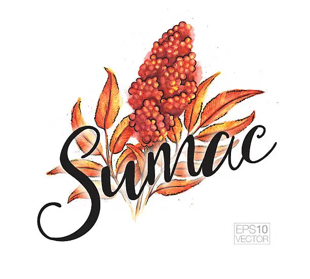 Vector illustration of Vector Watercolor Illustration of Sumac in Fall Colors with Text