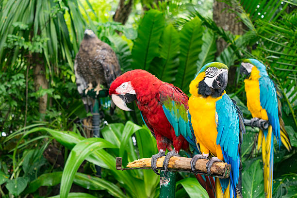 istock Scarlet Macaw parrot and  blue-and-yellow macaw (Ara ararauna) 614845670