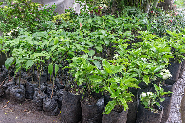 istock young plants in nursery bags 614845818