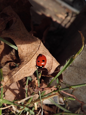 Close up of a small red Ladybird insect on a leaf by autumn 
