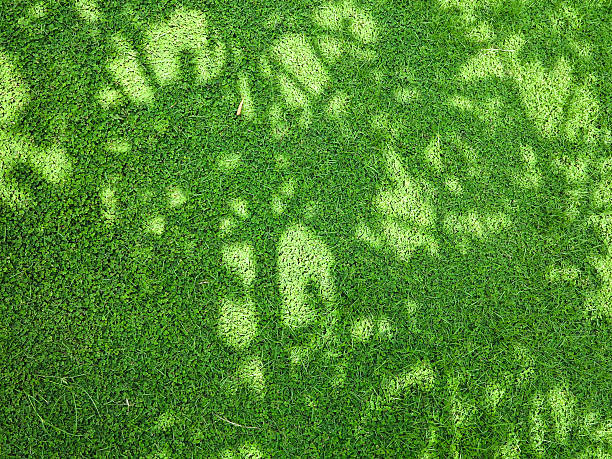 istock Shadow of the leaves on green grass background 614846108