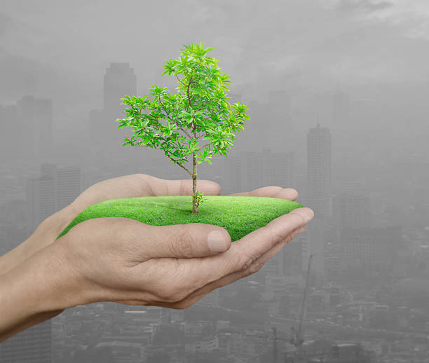 istock Growing green tree in hands on green bokeh background 614846256