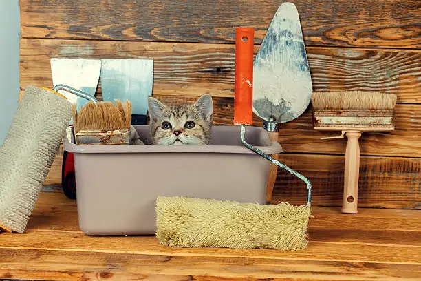 Cute little kitten sitting in washbowl with tools for renovation