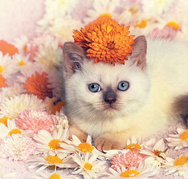 istock little kitten lying on the flowers 614846692