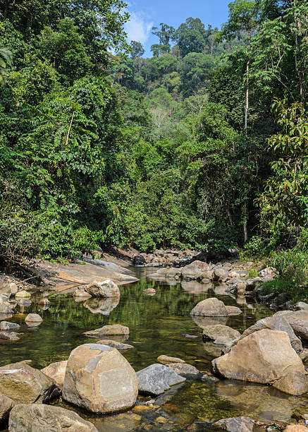 istock Mountain stream in green forest at summer time 614847106