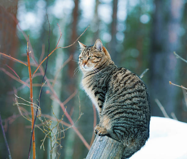 istock The cat sits on a wooden pole in the woods 614847444