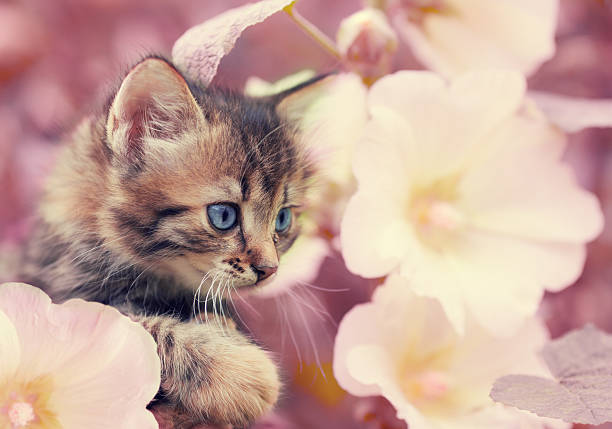 istock little kitten in the garden with mallow flowers 614848076
