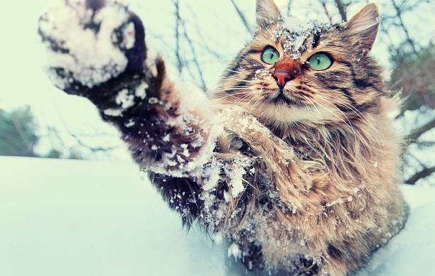 istock Playful cat in snowy winter 614848100