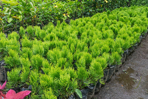 istock young plants in nursery bags 614848788