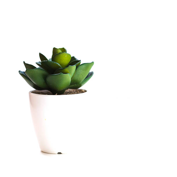 istock Small artificial indoor plant on a white background 614849300