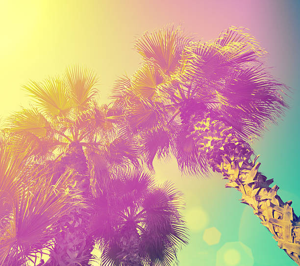 istock Palm trees at purple yellow sunlight 614849920