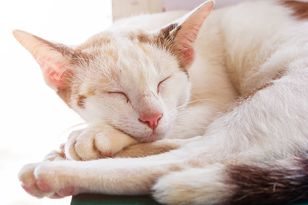istock The cat is sleeping. Portrait of a sleeping cat largly. Cat resting 614849930