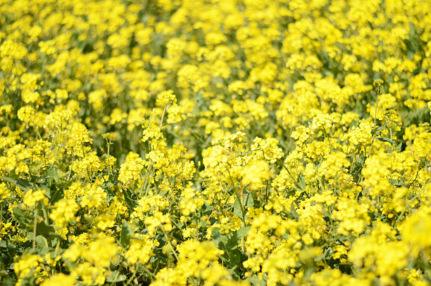 istock field of yellow flowers, background 614851030