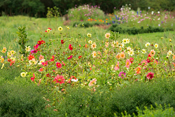 istock Flowers  dahlia in the garden 614851168
