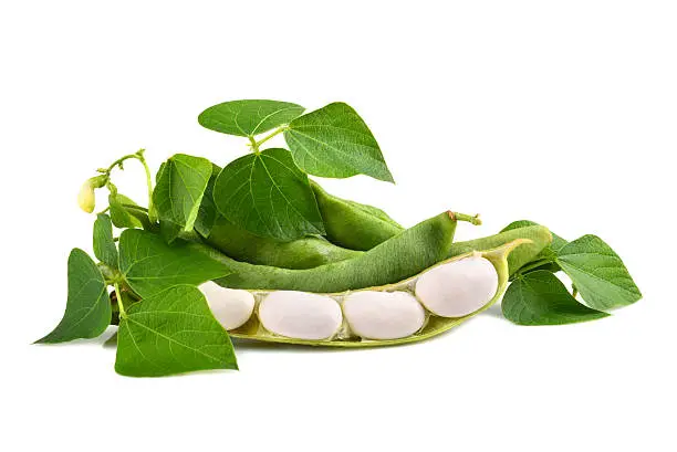 Fresh edamame soy beans with flowers and leaves on white background