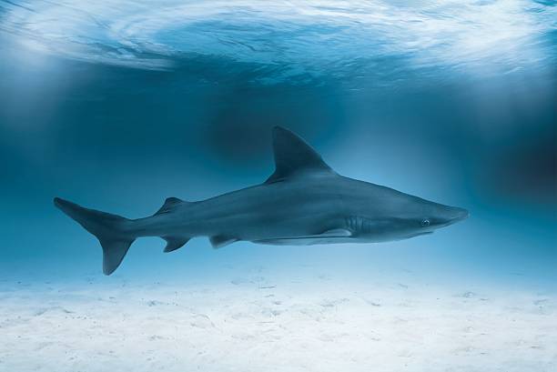 istock Shark in the ocean 614854186