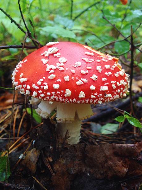 istock Amanita. Mobile photo. 614854586