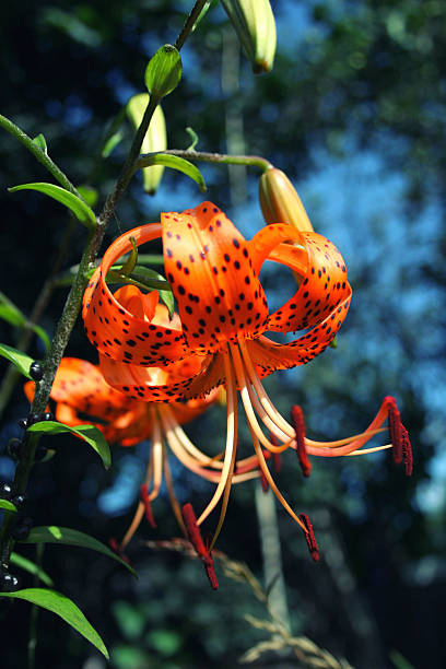 istock Bright orange tiger Lily at low key 614855712