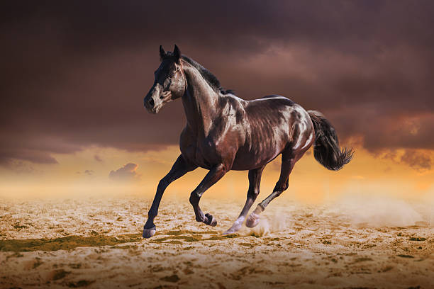 istock Black horse galloping on the sand on sky background 614856354