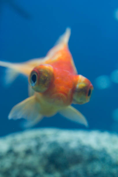 istock Small fishes in an aquarium 614856592