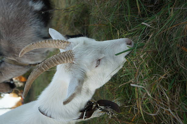 istock normal goats graze, eat grass in a beautiful autumn 614857896
