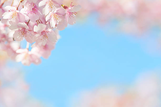 kirschblüte in blauen himmel - kirschbaum stock-fotos und bilder