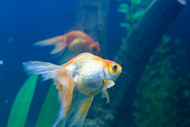 istock Small fishes in an aquarium 614859892