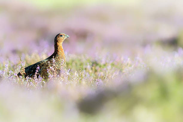 istock Red Grouse in the Heather, Scotland 614860884