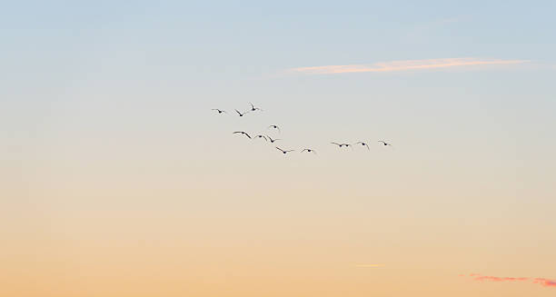 istock Clouds in the sky at sunrise in autumn 614861258