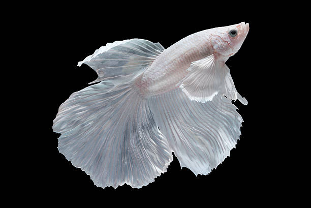 White Halfmoon Betta fish White Halfmoon Betta splendens or siamese fighting fish isolated on black background, Plakat Thailand white halfmoon betta splendens fish stock pictures, royalty-free photos & images