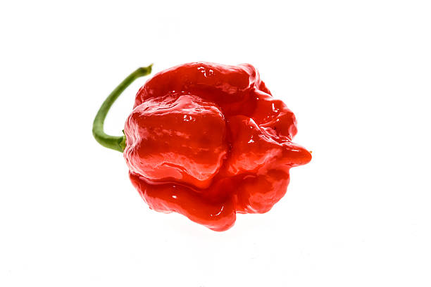 Fresh ripe Trinidad Scorpion Moruga hot chili pepper. Fresh ripe Trinidad Scorpion Moruga hot chili pepper with green stem. Isolated on white. trinidad culture stock pictures, royalty-free photos & images
