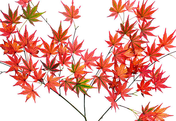 istock Red autumn Japanese maple leaves isolated over white background 614862426