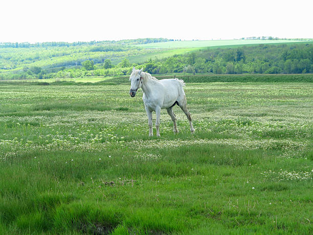 istock White horse on a green meadow in summer day 614863672