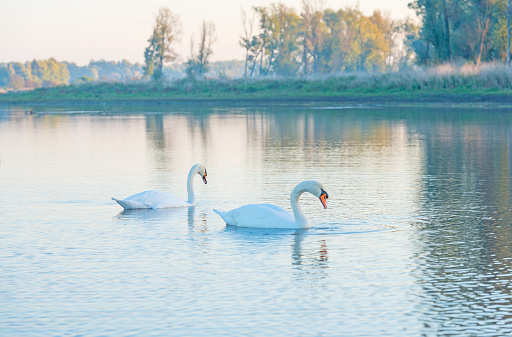 Two swans swimming in a lake at dawn in autumn