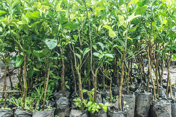 istock lemon trees in nursery bags 614865484