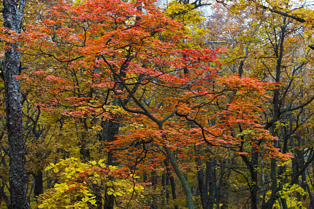 istock Autumn leaves in the wood 614865832