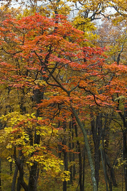 istock Autumn leaves in the wood 614865976