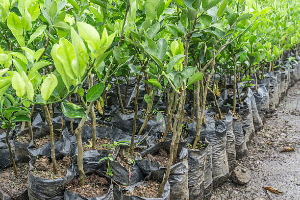 istock lemon trees in nursery bags 614867290