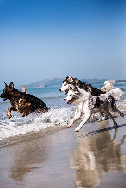 istock The dog run on the beach at the seaside 614867362