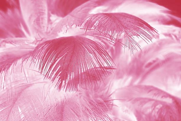 istock Burgundy red vintage color trends chicken feather texture background 614868314