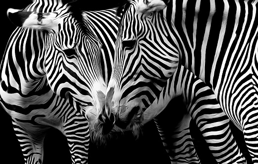 cebras enamoradas en blanco y negro photo