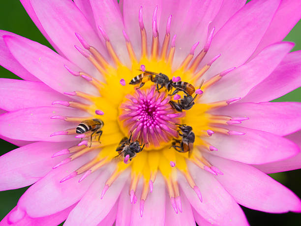 istock Close up lotus pollen and bee 614869918