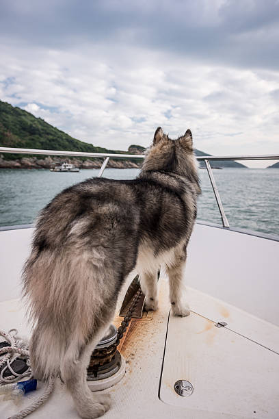 istock An Alaskan malamute standing in the boat 614870466