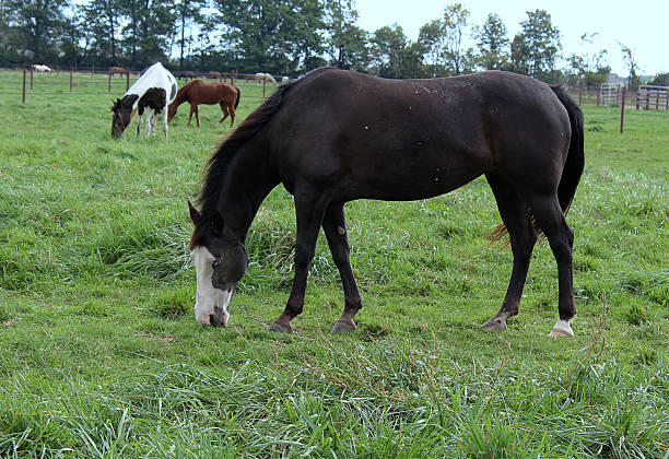 istock Blue eyed horse 614870550