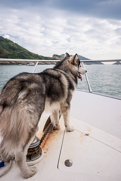 istock An Alaskan malamute standing in the boat 614870760