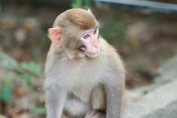 istock monkey in Kam Shan Country Park, Kowloon 614870798