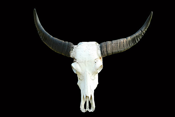 istock long horn buffalo skull isolated on black 614870988
