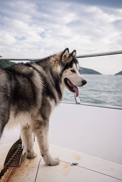 istock An Alaskan malamute standing in the boat 614871006